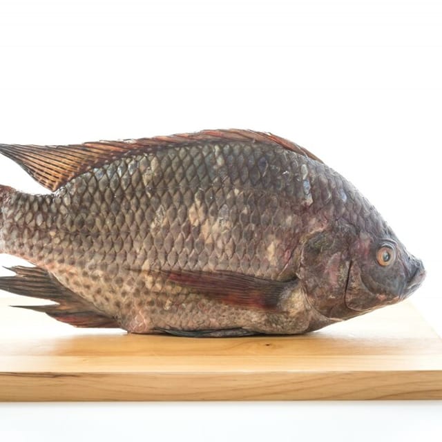 Fish.